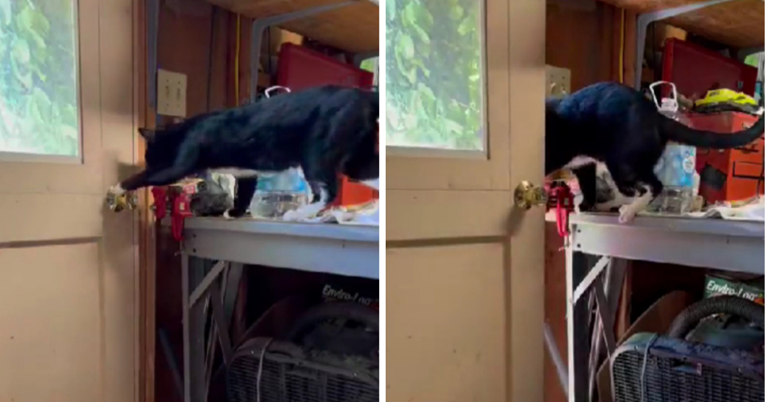 VIDEO Mačka naučila otvoriti vrata, ljudi se pitaju kako je to moguće
