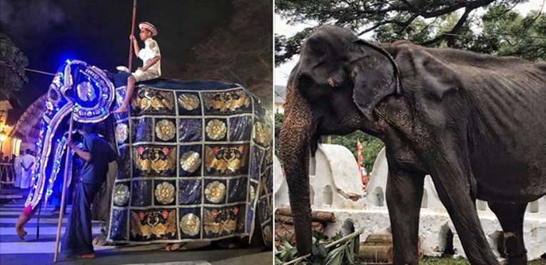 Izgladnjela slonica srušila se od iznemoglosti nakon prisilne parade
