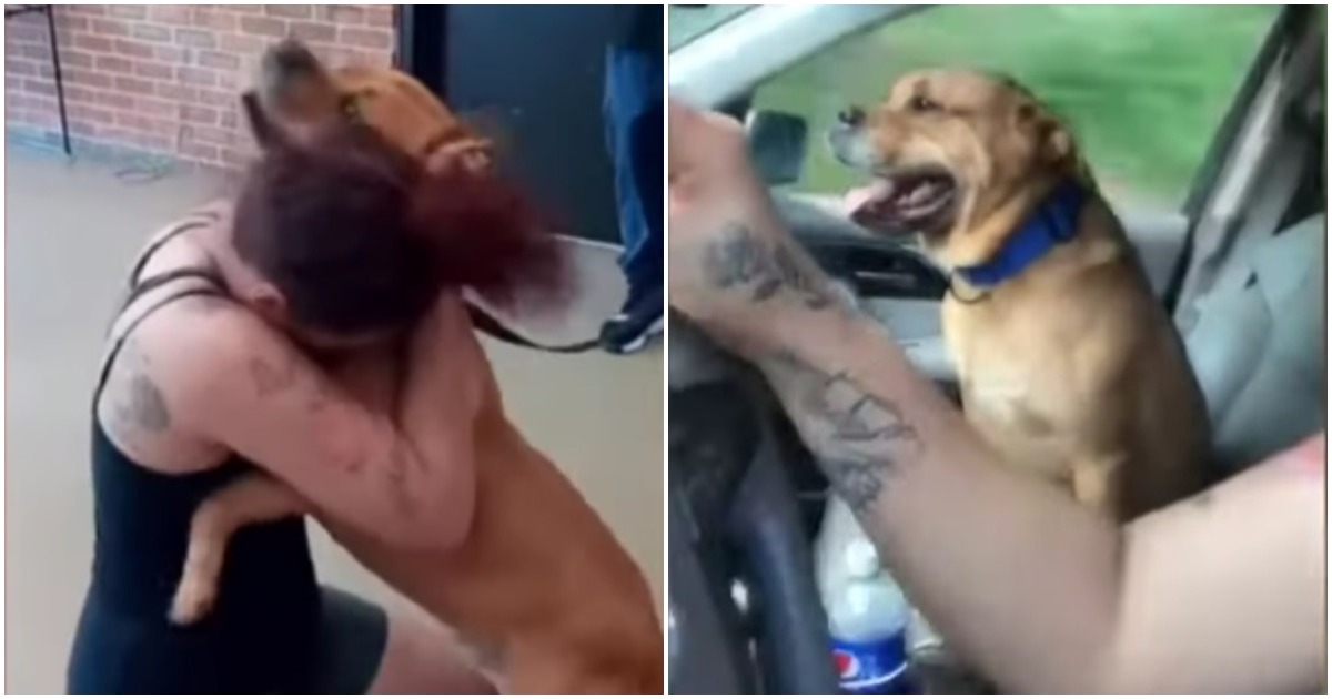 Žena našla svog psa koji je odlutao prije dvije godine, njegova reakcija je preslatka