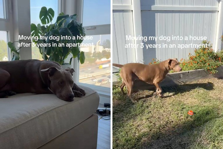 Pogledajte transformaciju psa koji se iz stana preselio u kuću s vrtom