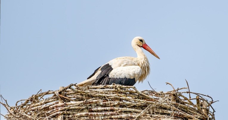 U Hrvatskoj se danas obilježava Dan roda