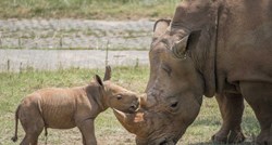 Mladunče južnog bijelog nosoroga novi je član njemačkog ZOO-a