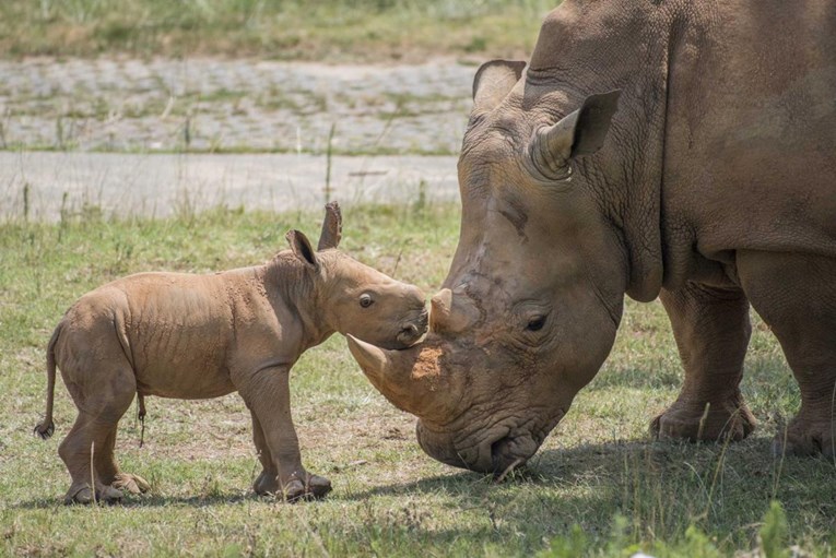 Mladunče južnog bijelog nosoroga novi je član njemačkog ZOO-a