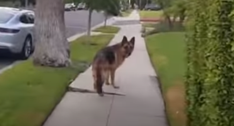 Skrio se iza drveta da vidi reakciju svog psa: "Ovako se osjeća napušten pas"