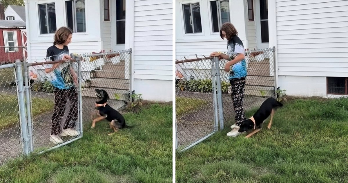 VIDEO Uzbuđena mješanka ovčara ne može sakriti sreću kad vidi dječaka iz susjedstva