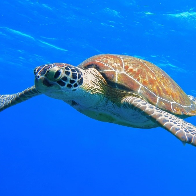 Osmero djece i žena umrli nakon što su pojeli meso kornjače u Zanzibaru