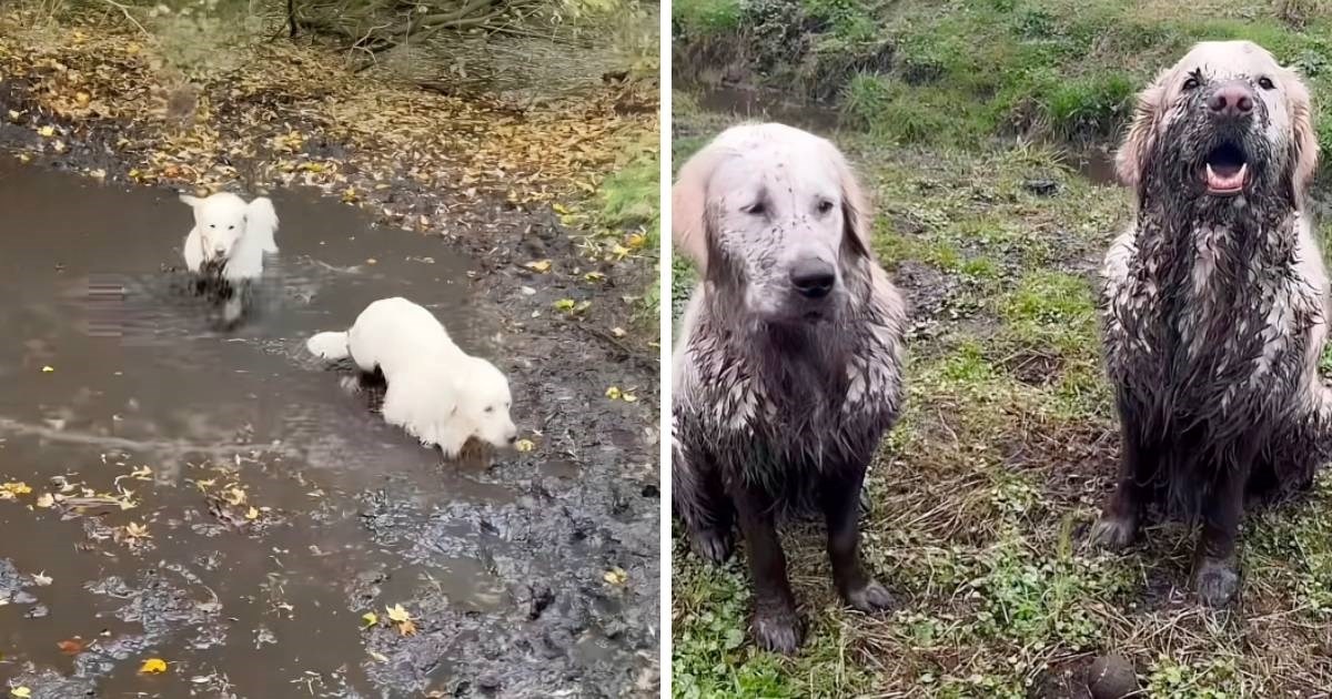 Žena je snimila blatnjavu igru svojih zlatnih retrivera, prizor je nasmijao mnoge