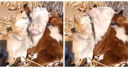 Shiba inu i kravica koji se skupa sunčaju najslađi su životinjski prijatelji ikad