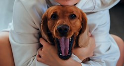 Veterinarski fakultet traži pse koji boluju od upalne bolesti crijeva, evo uvjeta