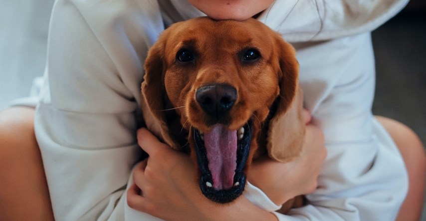 Veterinarski fakultet traži pse koji boluju od upalne bolesti crijeva, evo uvjeta