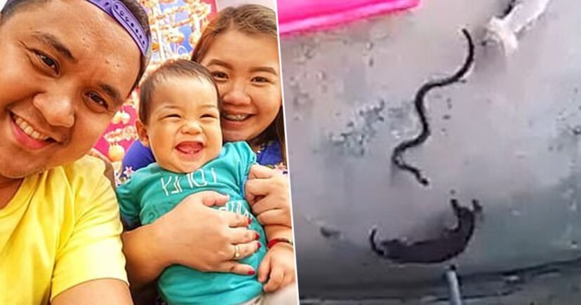 Hrabri psi spasili bebu od kobre, jedan uginuo, a drugi ostao slijep