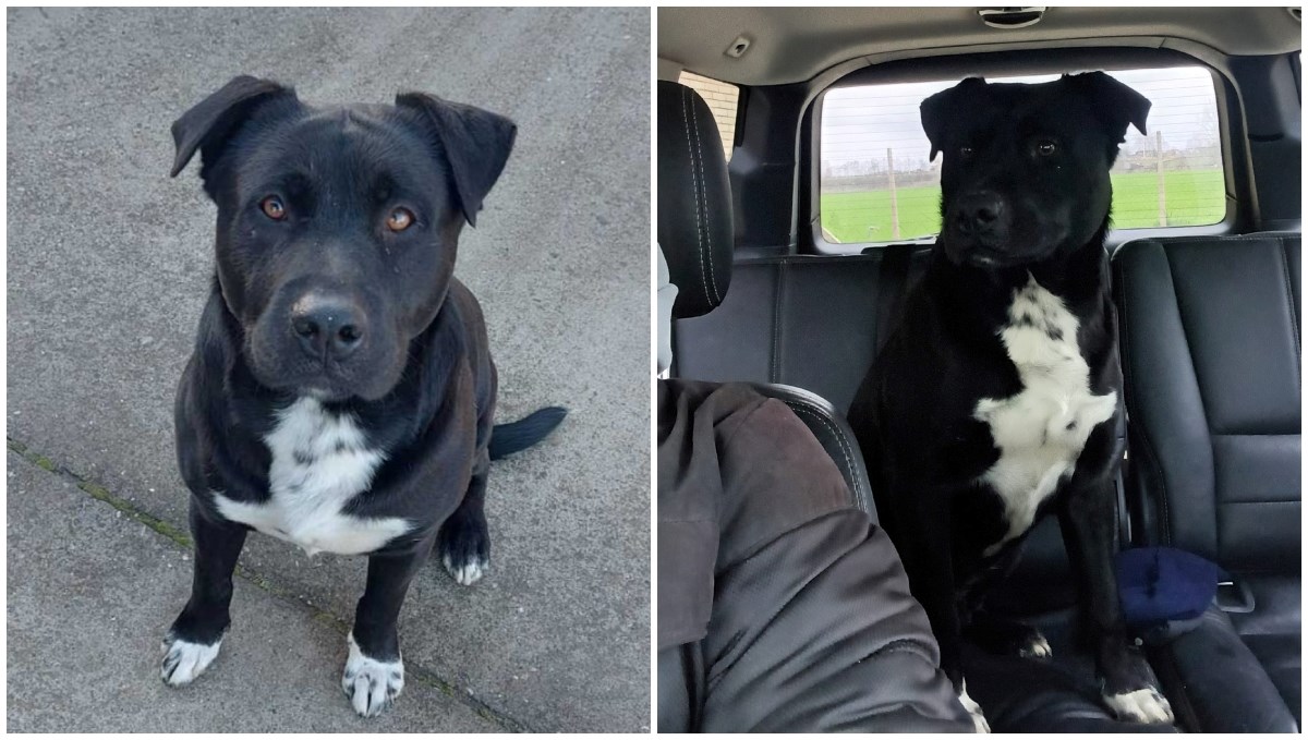 Srbin nudi 10.000 eura nagrade onome tko pronađe njegovog psa