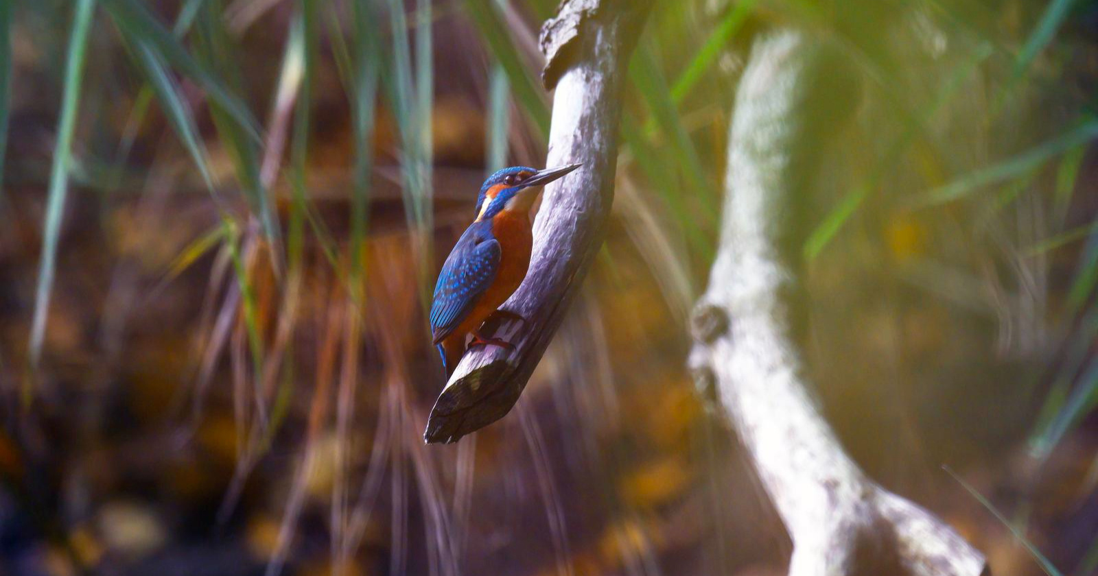 Fotograf uz Dravu snimio jednu od najljepših ptica naših krajeva