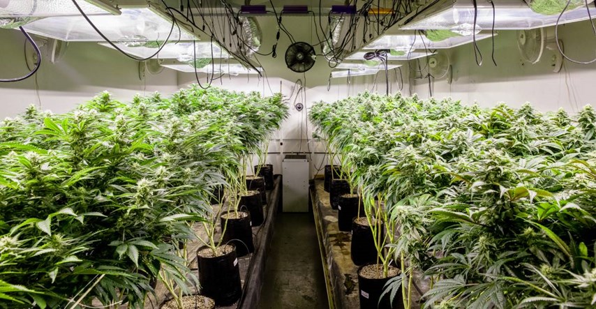 Policija u Engleskoj našla plantažu marihuane na tri kata, vrijedi oko milijun funti