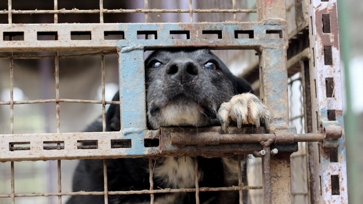 Šest savjeta kako biti odgovoran vlasnik i pravi prijatelj svom ljubimcu