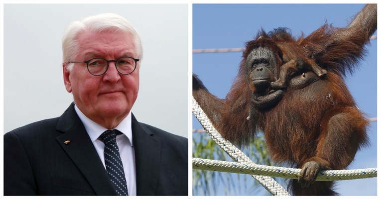 Njemački predsjednik prekinuo izjavu za novinare kako bi se sklonio od orangutana