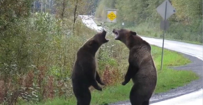 Rijetka snimka borbe medvjeda postala hit, mnoge oduševio i detalj u pozadini