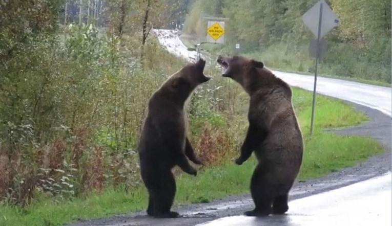 Rijetka snimka borbe medvjeda postala hit, mnoge oduševio i detalj u pozadini