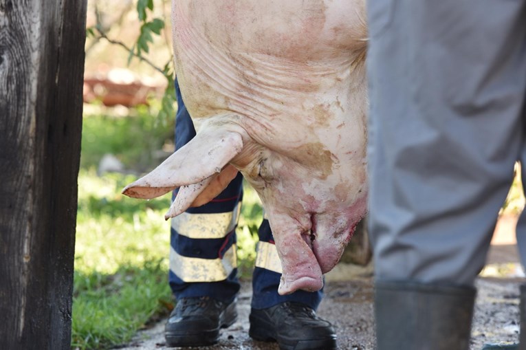 Objavljeno upozorenje hrvatskim svinjarima i građanima zbog opasne svinjske kuge