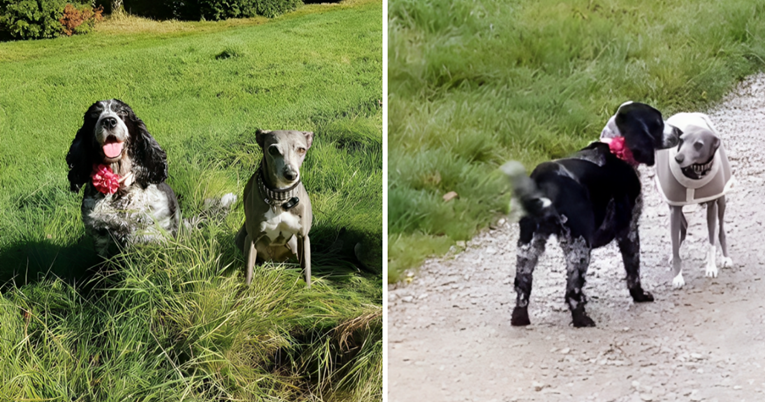 Psi koji su bili prijatelji kao štenci sreli se nakon devet godina. Video je hit