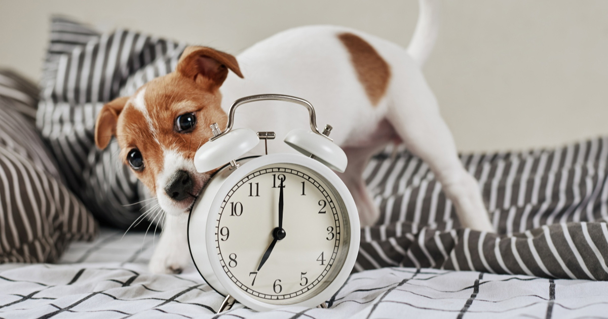 Kako pomicanje sata utječe na pse i kako im možete pomoći?
