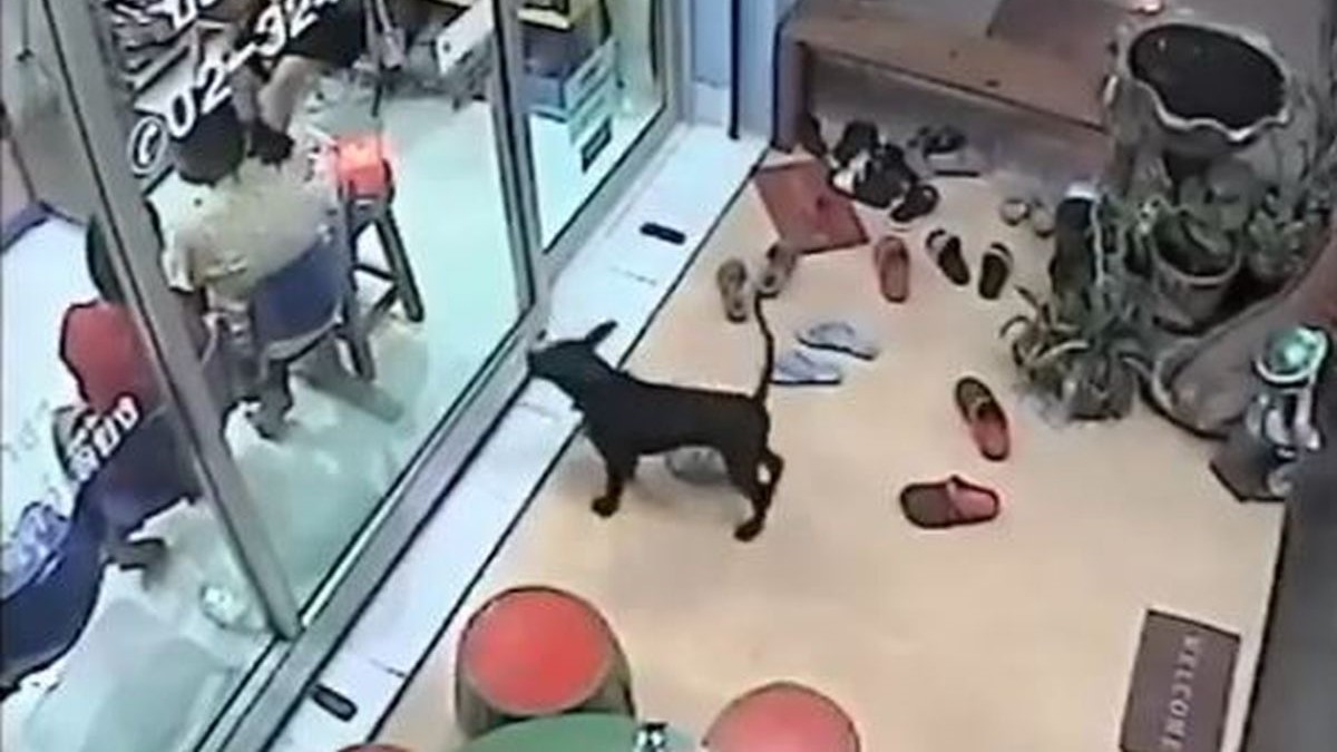 Izgubljeni pas nije se znao vratiti kući pa je otišao k veterinaru moliti za pomoć