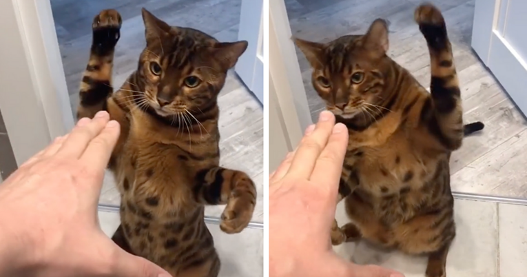 Mačka iz Rusije postala je viralna zvijezda zbog neočekivanog razloga