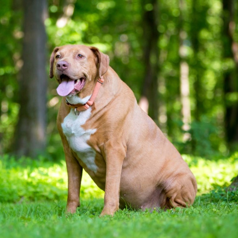 Pretilost kod pasa: Kako pomoći ljubimcu da smršavi na zdrav način?