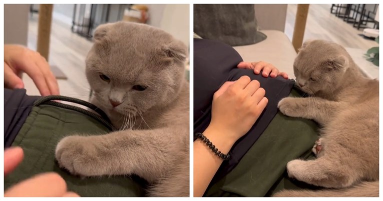 Pogledajte kako je ovaj mačak reagirao kada je osjetio bebine pokrete u trbuhu