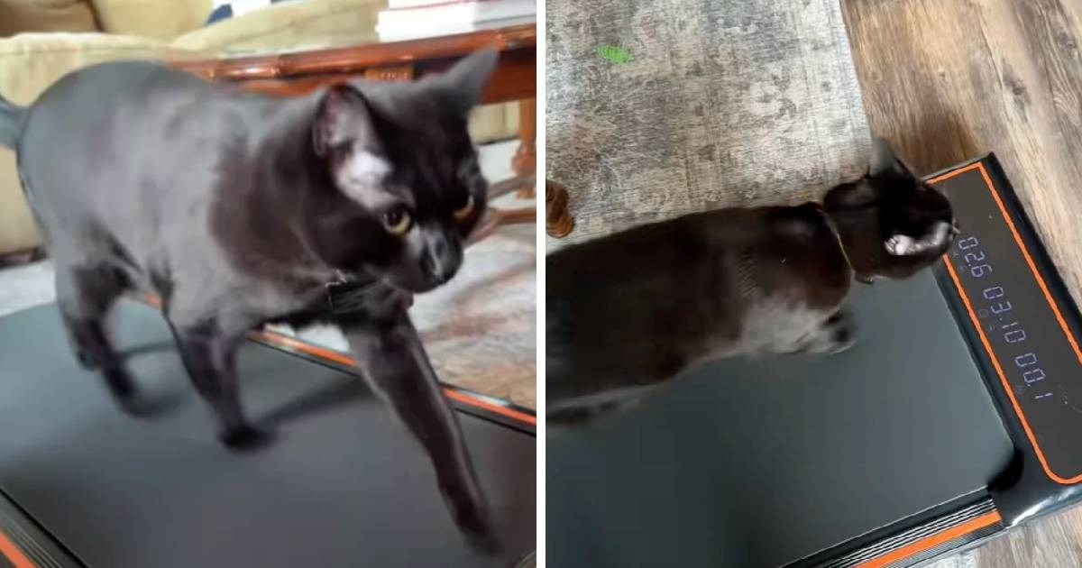 Mačak postao hit na internetu nakon što je vlasnicu izgurao s trake za trčanje