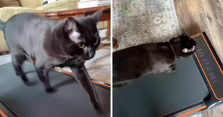 "Makni se, sad je moj red!": Snimka mačka koji trenira postala hit