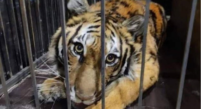 Ukrajinski zoološki vrtovi strahuju za životinje: "Vukove smo pustili na slobodu"