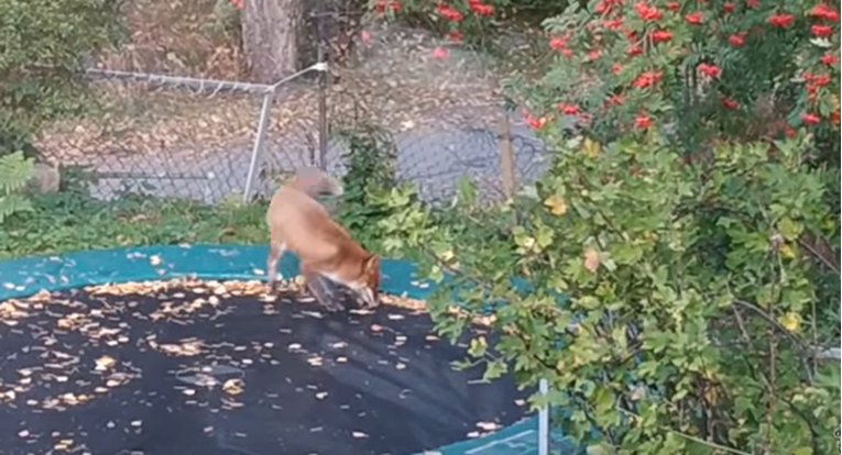 Obitelj zatekla lisicu u dvorištu, nisu mogli vjerovati što radi