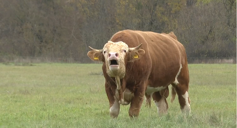 Prijatelji životinja reagirali na usmrćivanje bika Miška. "Kriv je vlasnik, a ne bik"