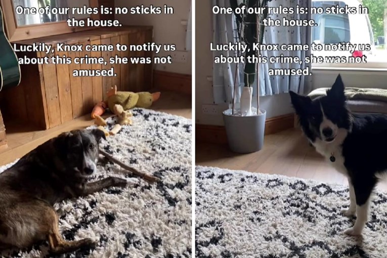 VIDEO Cinkaroš: Pas obavijestio vlasnike da je sestra prekršila kućno pravilo