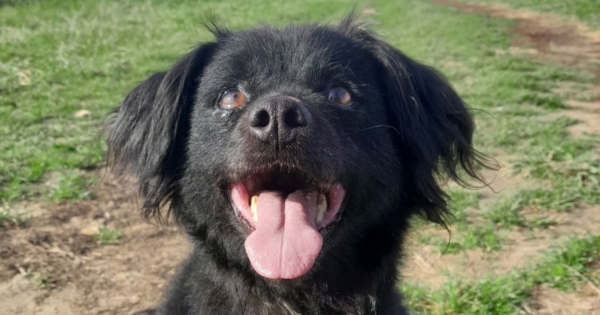 Nakon gotovo osam godina s obitelji maleni Lech vraćen je u sklonište. Pomozimo mu