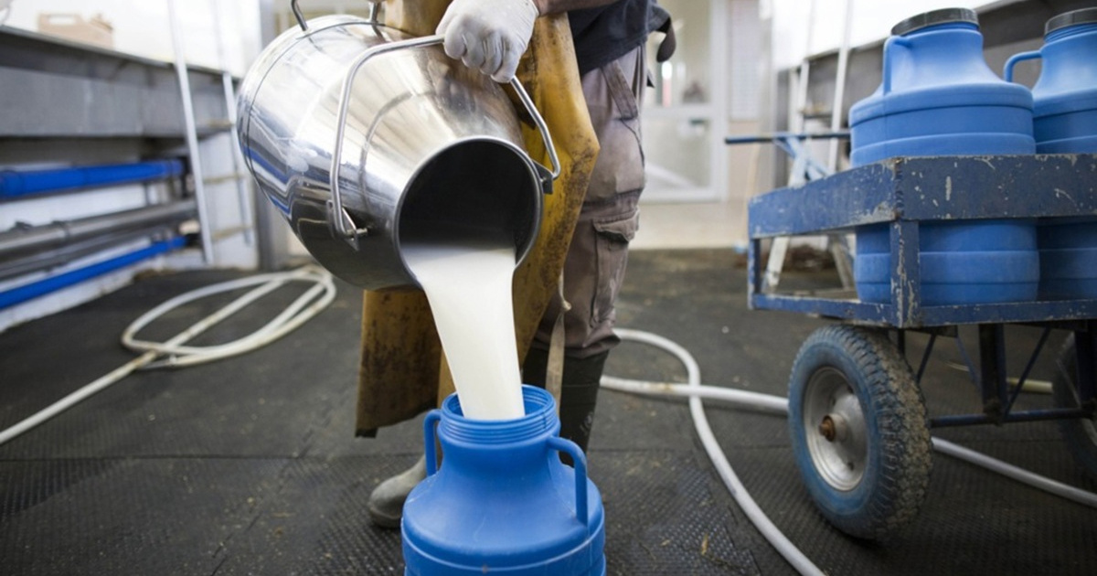 Amerikanci sve više piju sirovo mlijeko. "Javno zdravstvo je tu bitku izgubilo"