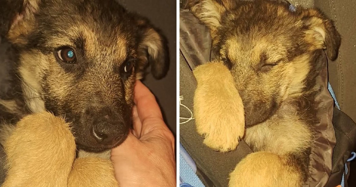 Kujica pronađena sama na planini u BiH, planinari joj spasili život