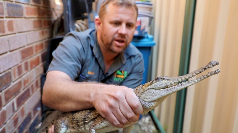 Krokodil pronađen u australskom dvorištu, 2500 kilometara od svog staništa