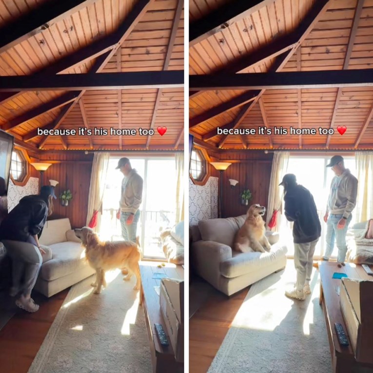 Reakcija zlatnog retrivera na njegovu vlastitu fotelju topi srca, oduševit će vas