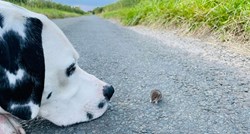 Dalmatiner sreo malog miša na putu, nastala je fotografija za pamćenje