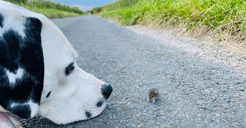 Dalmatiner sreo malog miša na putu, nastala je fotografija za pamćenje
