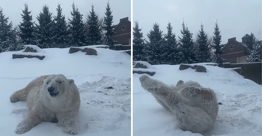 Video polarne medvjedice koja pravi anđele u snijegu je sve što trebate vidjeti danas