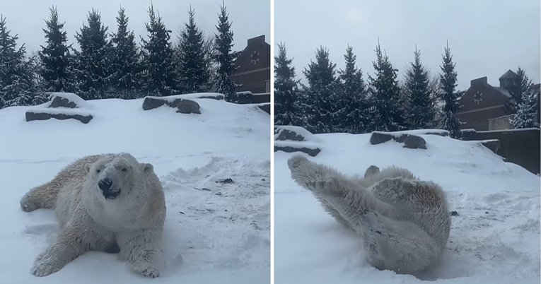 Video polarne medvjedice koja pravi anđele u snijegu je sve što trebate vidjeti danas