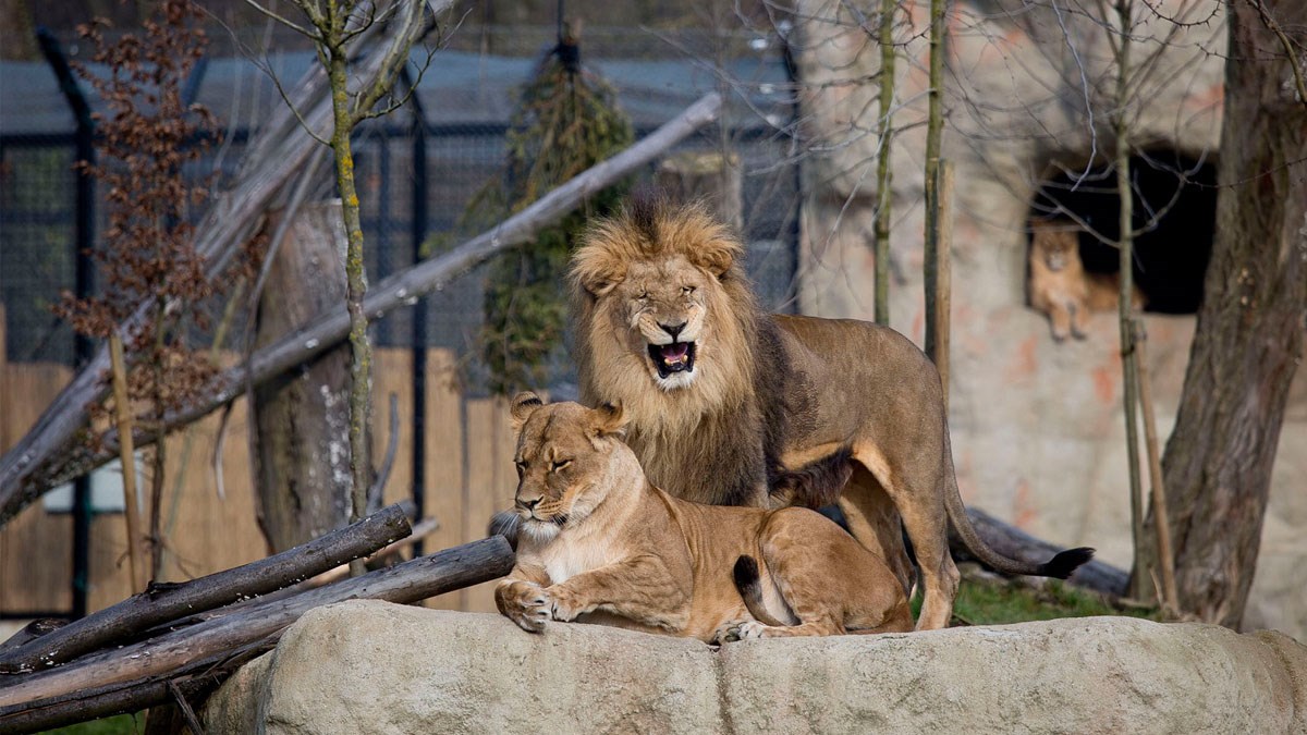 ZAGREB U povodu Valentinova: Ljubav u zraku, na tlu i u vodi