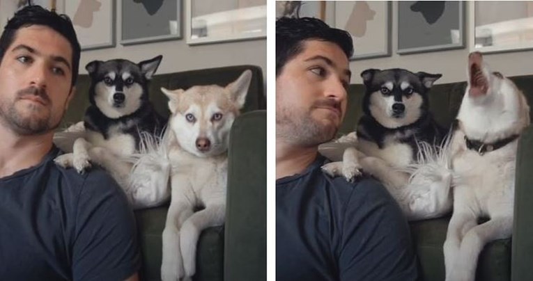 Zalajao je na svoje pse da vidi njihovu reakciju pa se iznenadio