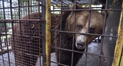 Posljednji albanski "medvjed iz restorana" oslobođen iz kaveza, stigao je u utočište