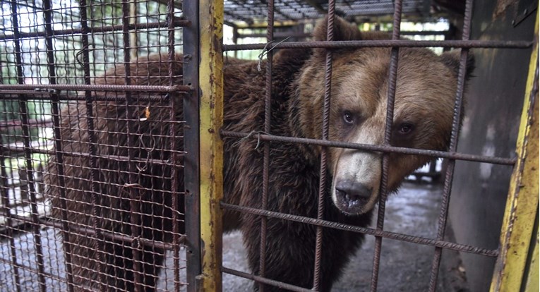 Posljednji albanski "medvjed iz restorana" oslobođen iz kaveza, stigao je u utočište