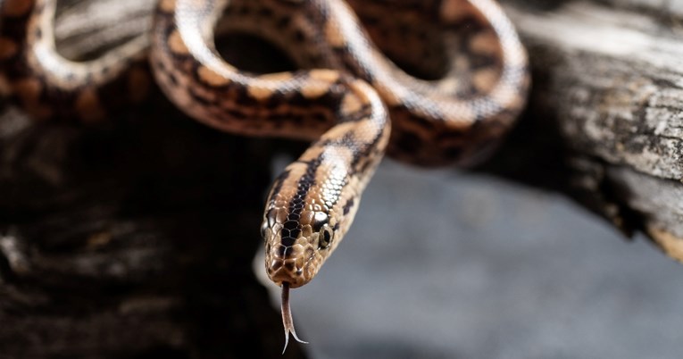 Brazilska boa na svijet donijela mlade, a devet godina nije bila s drugim zmijama