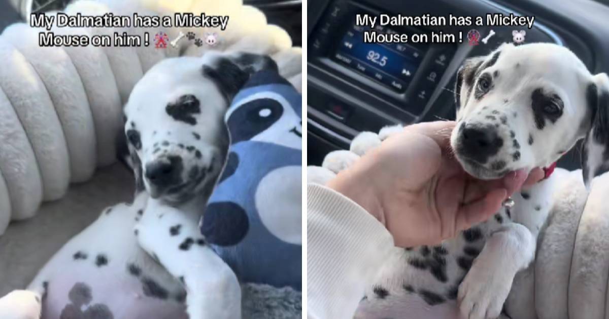 Vlasnica snimila dalmatinera, detalj na njegovom trbuhu mnoge je oduševio 😊